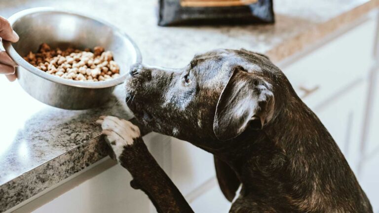 5-Benefits-of-Natural-Dog-Treats-You-Need-to-Know-on-selfgrowth