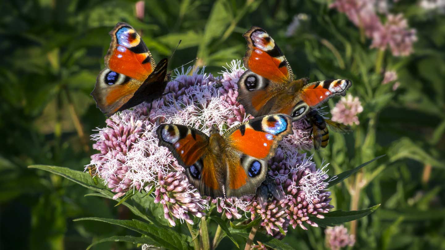 Bees-and-Butterflies-Galore-Planting-a-Pollinator-Paradise-in-Your-Garden-on-selfgrowth